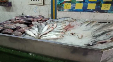 أسعار السمك في مصر 26 أكتوبر 2025: مقارنة مفصلة بين الأنواع وتأثيرها على المستهلك